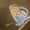 Western Pygmy Blue Butterfly