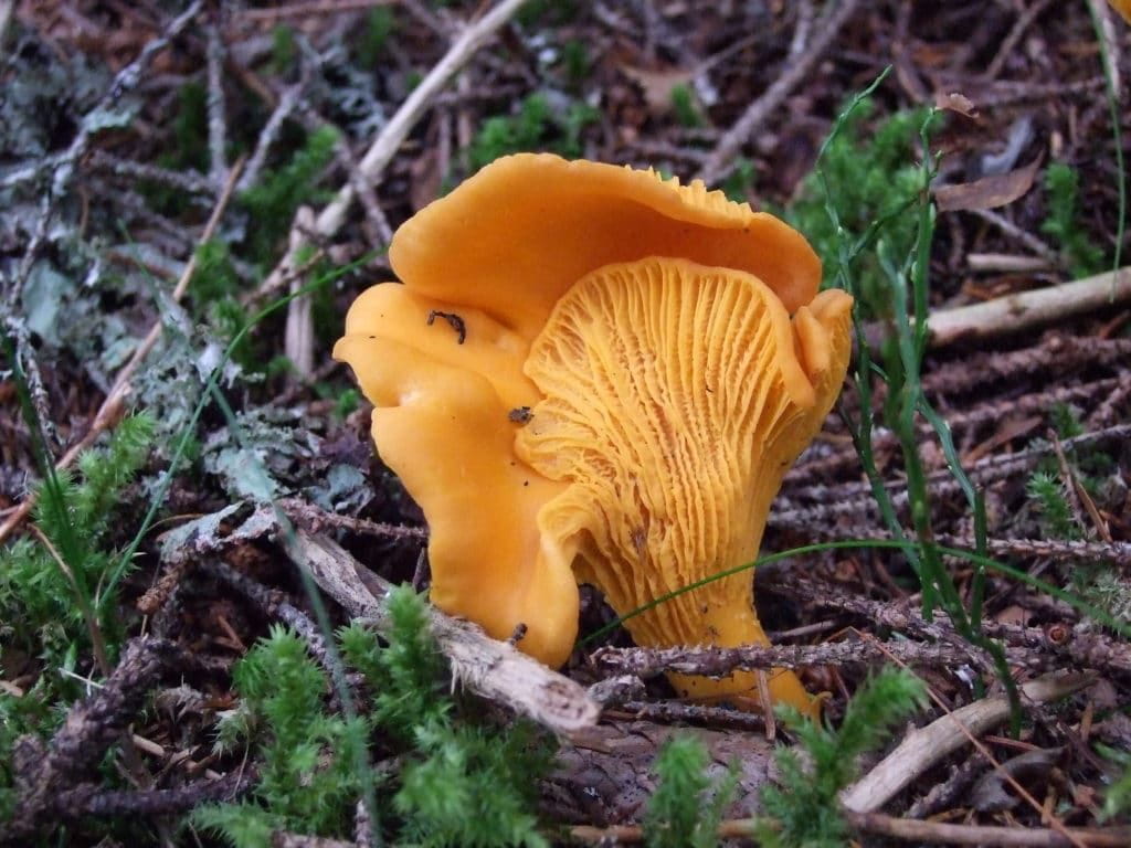 chanterelle mushroom