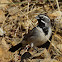 Black-throated Sparrow