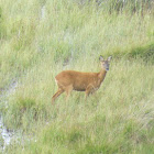 Roe Deer