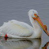 American White Pelican