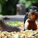 Prevost's squirrel