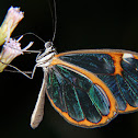 Clearwing butterfly