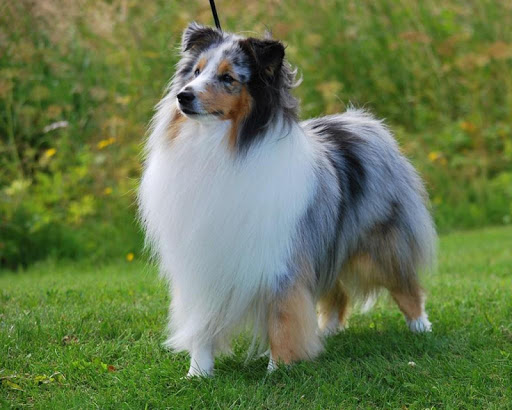 Shetland Sheepdog Wallpaper