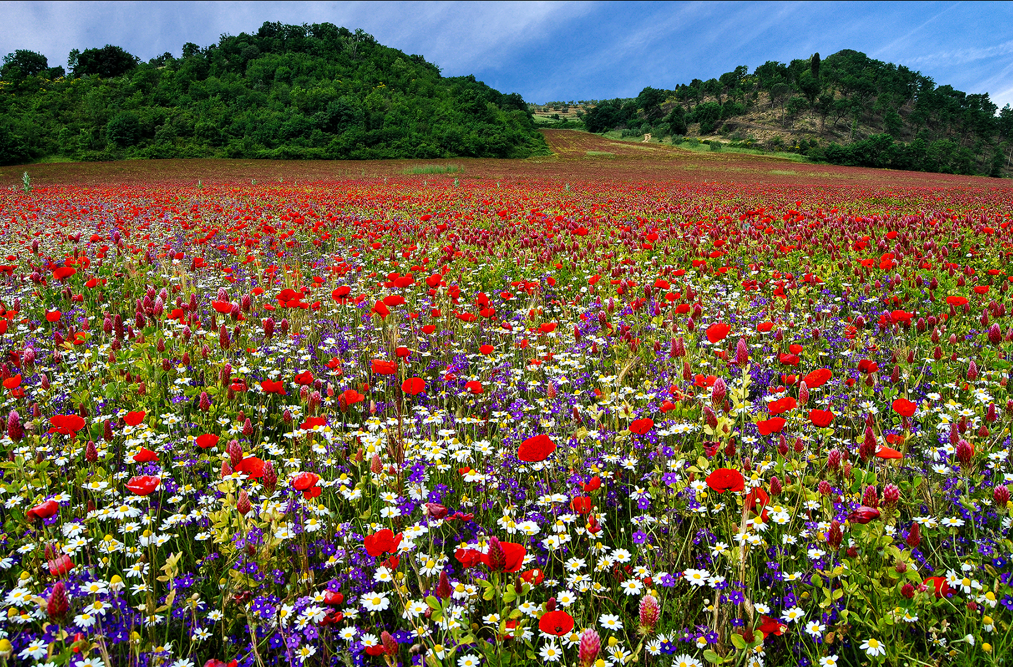 Valle dei fiori di Adri-Mugna