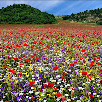 Valle dei fiori di 