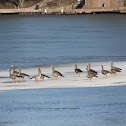 Great White - fronted Geese