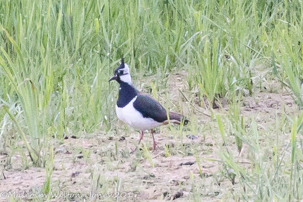 Lapwing