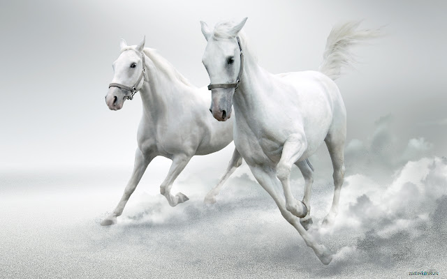 A pair of Horses chrome extension