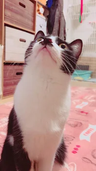 猫の話