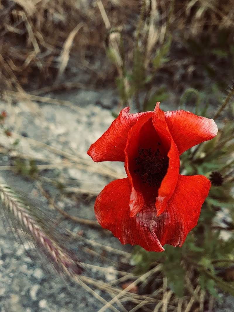 Red poppy di Michelle1999