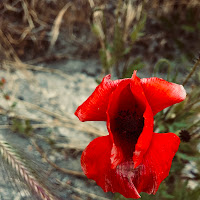 Red poppy di 