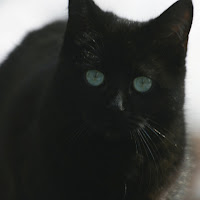 Black cat di 