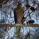 Cooper's Hawk - adult