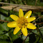 Lesser celandine