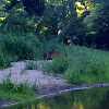 Black-tailed Deer