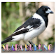 Download Kicau Pied Butcherbird ( Jagal Papua ) For PC Windows and Mac 1.0