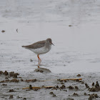 Common Redshank