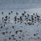 South Island Oystercatcher