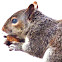 Eastern Gray Squirrel