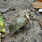 Fulgorid Planthopper