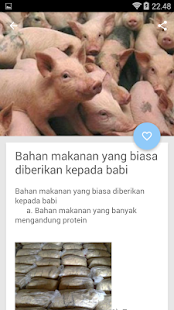 Belajar Ternak Babi(圖4)-速報App