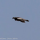 Woodpigeon; Paloma Torcaz