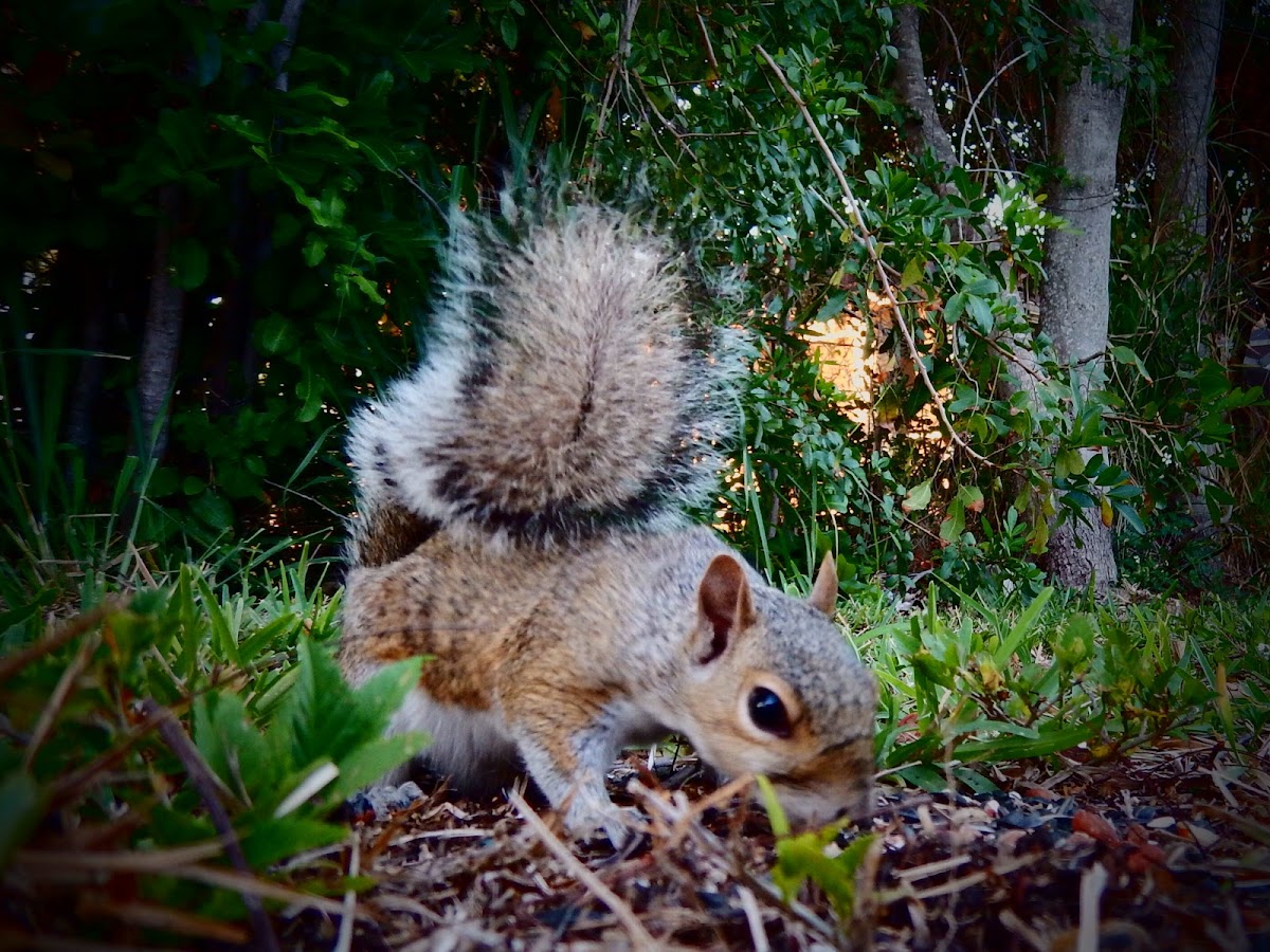 Eastern Grey Squirrel