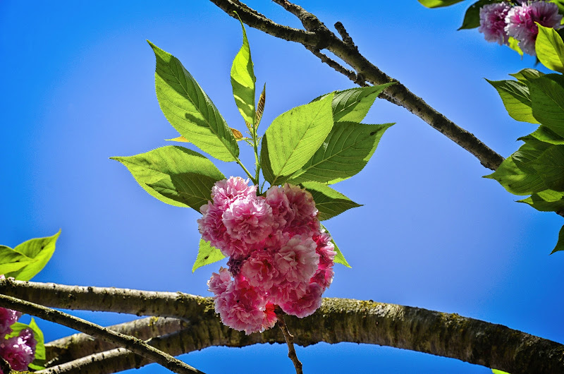 Hanami di GVatterioni