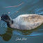 American Coot