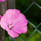 Item logo image for Flowers grow next to the fence