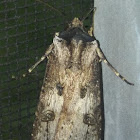 Yellow-striped armyworm moth