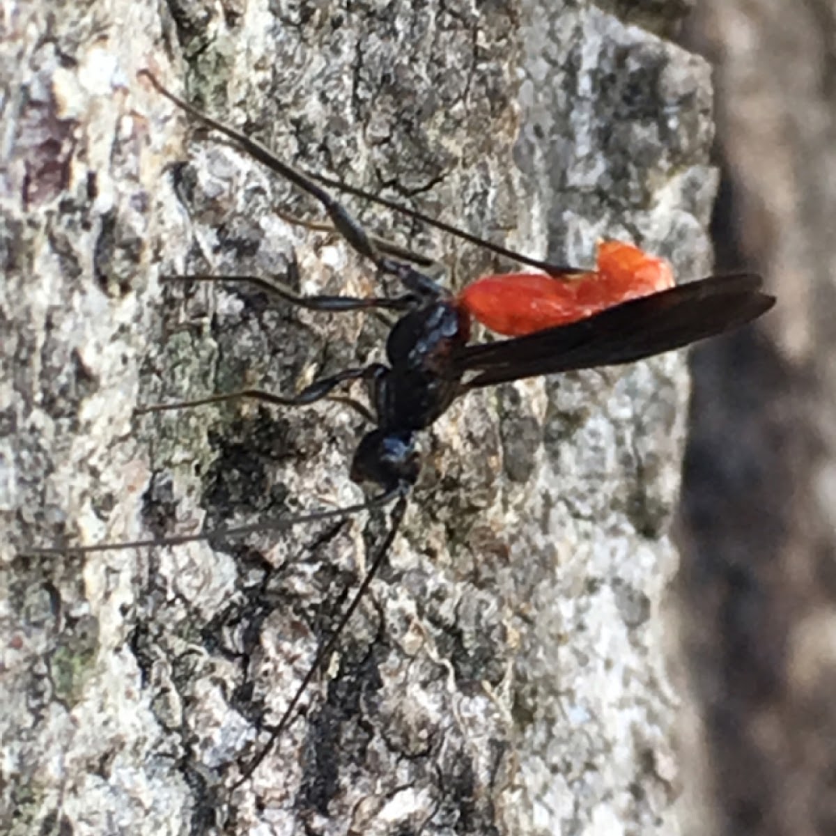 Braconid Wasp Family