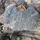 Bracket Fungus