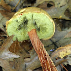 Russell's Bolete Mushroom