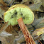 Russell's Bolete Mushroom