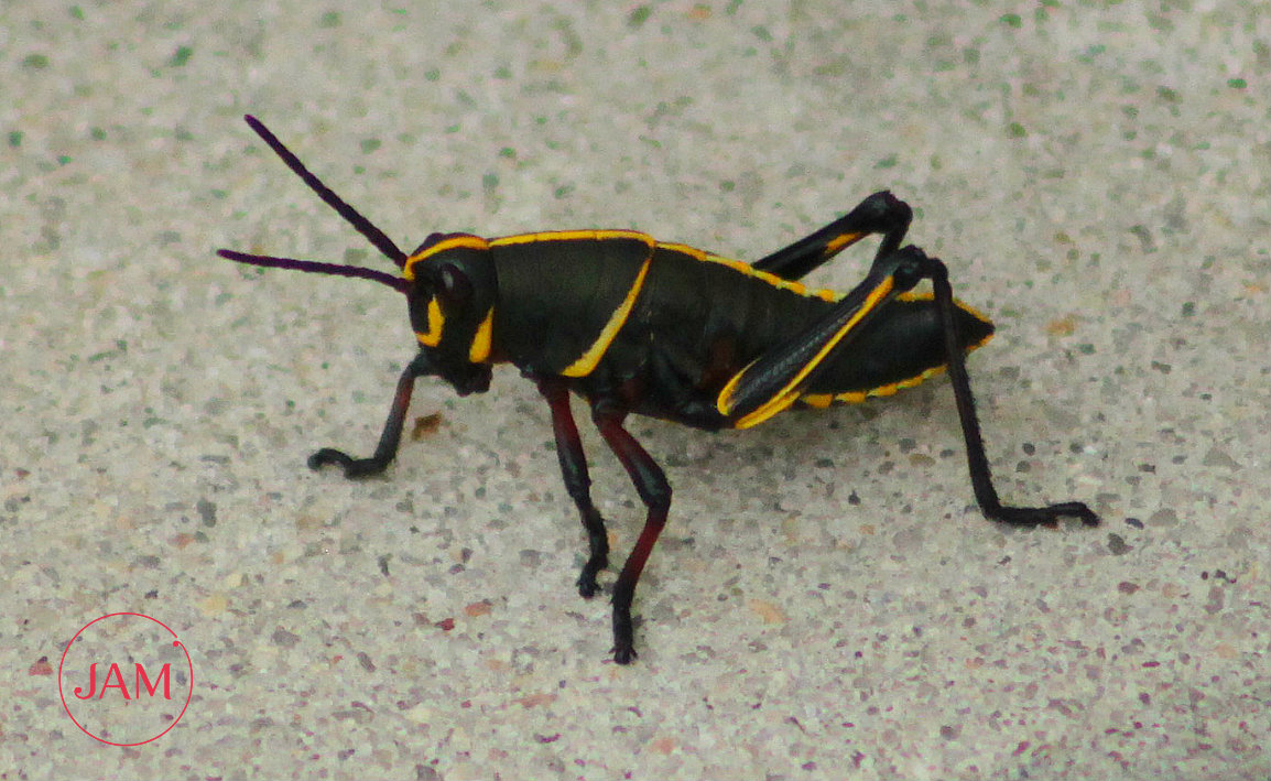 Eastern Lubber Grasshopper (nymph)