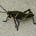 Eastern Lubber Grasshopper (nymph)