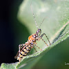 Assassin Bug