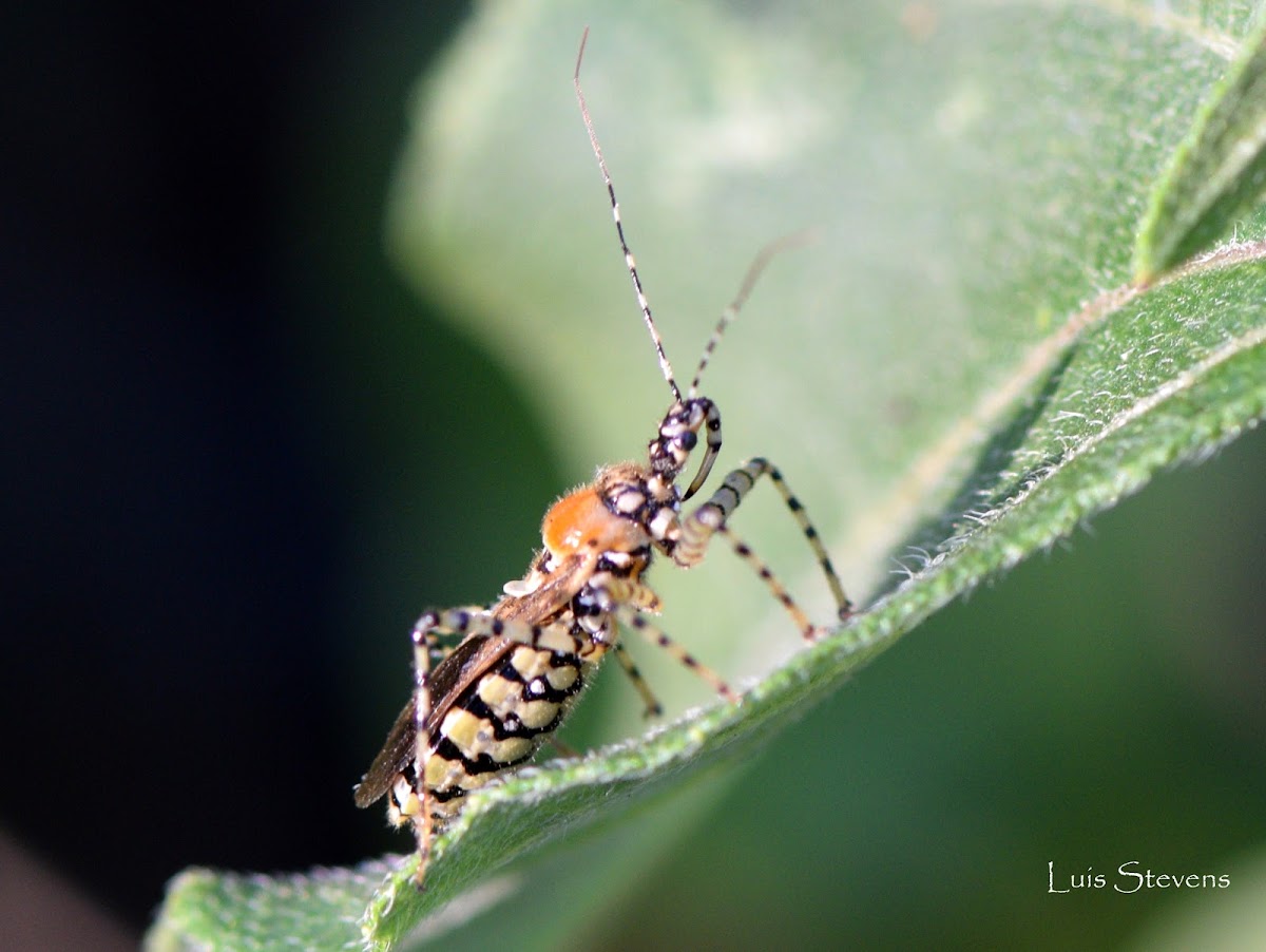 Assassin Bug