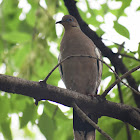 White Winged Dove