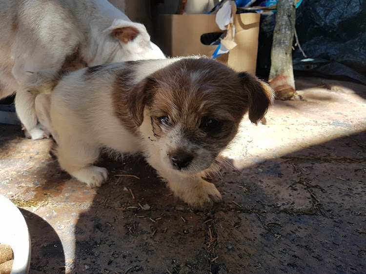 The six week old puppy after it was rescued from a water well. The puppy fell down 15 meters and eight hours later the dog was safe and sound.