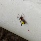 Arrowshaped micrathena