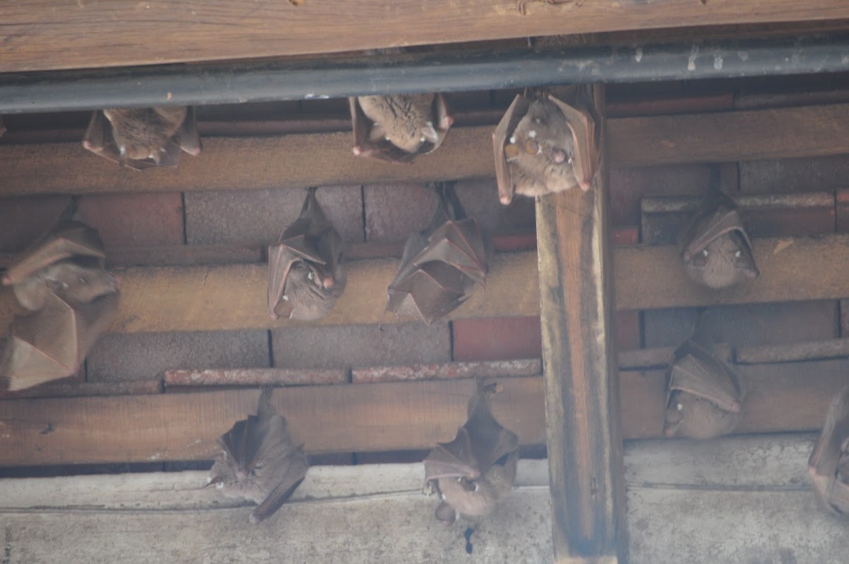 Wahlberg's Epauletted Fruit Bat