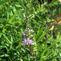 Winged Loosestrife