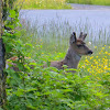 Sitka Black-tailed Deer