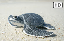 My Baby Turtle HD Wallpapers New Tab Theme small promo image