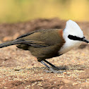 White-crested Laughingthrush