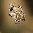 Trashline Orb-weaver Spider