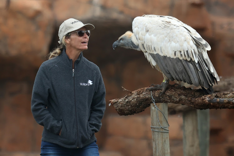 Vultures relocated to Shamwari for breeding and rewilding programme